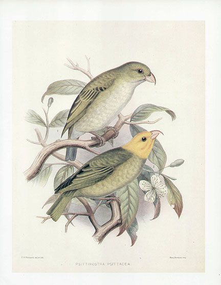 FREDERICK FROHAWK print Hawaiian Honeycreeper OU  