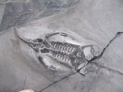 BARGAIN Genuine Triassic Pre Dinosaur Fossils Keichousaurus hui 