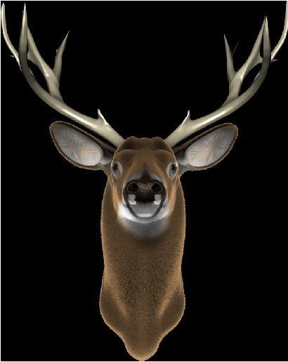 Deer Buck Hunting trailer, race car hood vinyl graphic decal size 