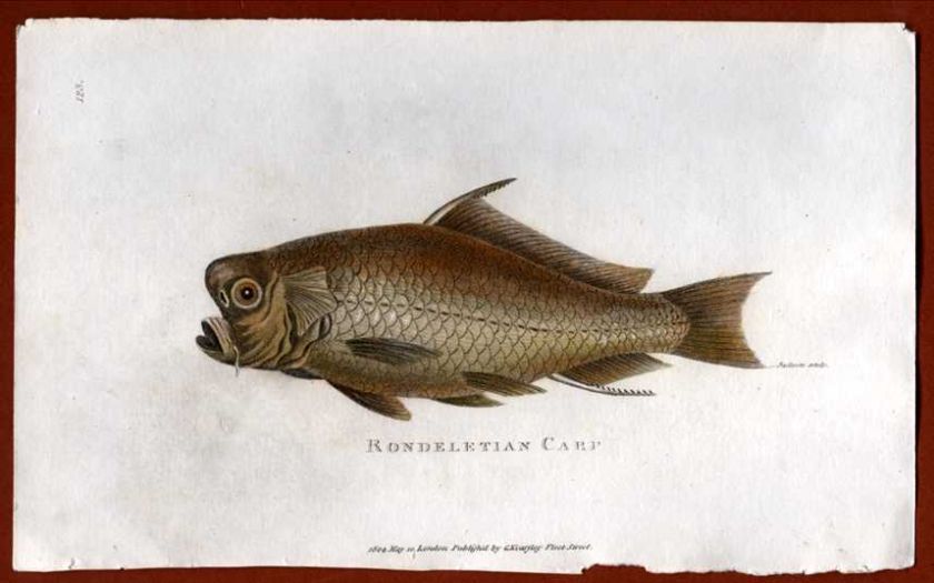 Shaw Fish Rondeltian Carp c1809  