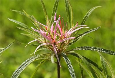 RARE & UNUSUAL SPIDER AZALEA Rhodedendron   Unique Shredded Blooms 