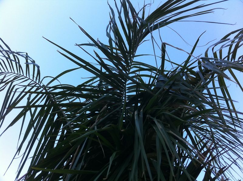 45G Live Mule Palm Hybrid Cold Hardy Field Grown Tree  