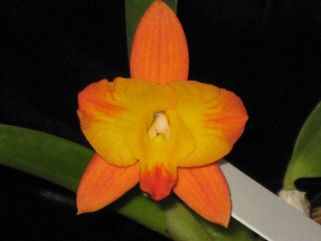 SLC Tangerine Jewel Magnifique 4N x SLC cosmic delite SVO HCC/AOS