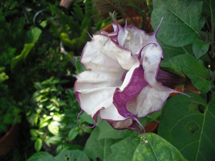 TROPICAL*GIANT FLOWERS* PURPLE ANGEL TRUMPETS * 25 seeds *Rare*SHOWY 