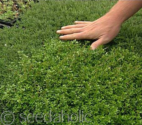 Thymus serpyllum ‘Creeping Thyme’ groundcover 1,750 Seeds Bulk 