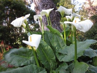   HERCULES CALLA LILY RARE 7 FOOT GIANT SPOTTED AROID BULB LIVE PLANT