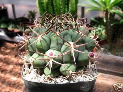 GYMNOCALYCIUM SIERRA MEDINA CACTUS PLANT  