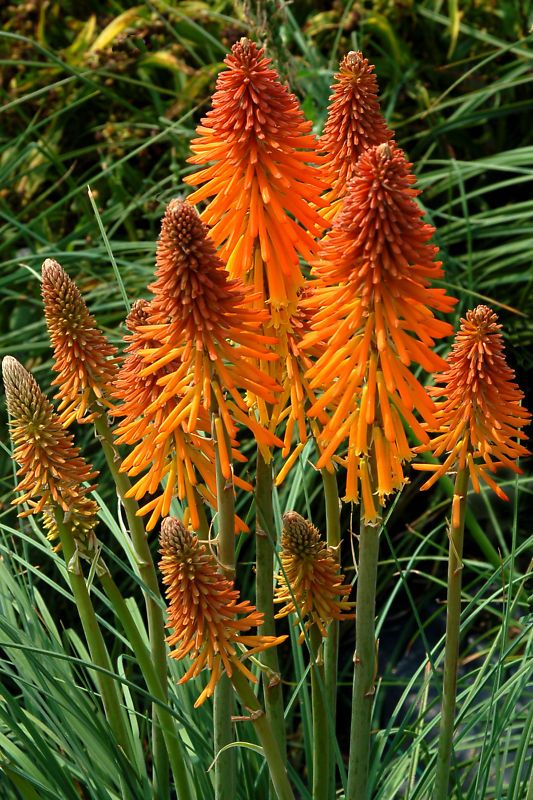 Orange Kniphofia FIRE GLOW Hot Poker Torch Lily Plant  