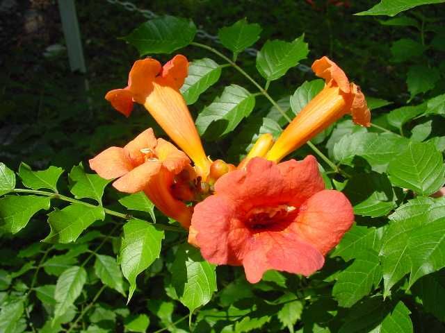 Campsis radicans Trumpet Vine Seeds  